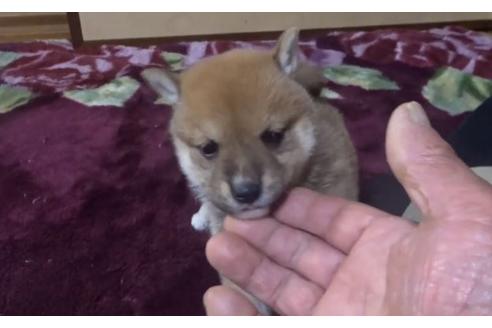 成約済の佐賀県の豆柴-127621の1枚目