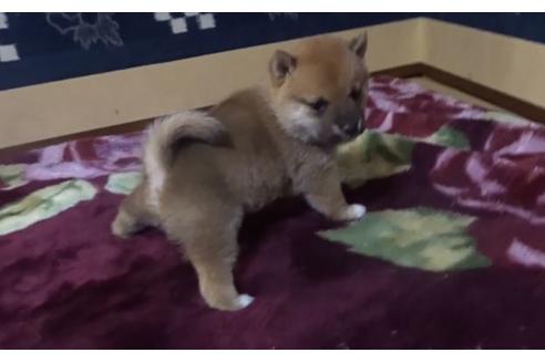 成約済の佐賀県の豆柴-127622の2枚目