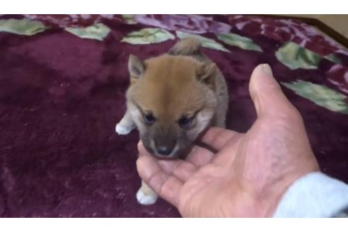成約済の佐賀県の豆柴-127622の1枚目