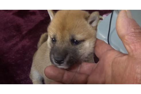 成約済の佐賀県の豆柴-127626の1枚目