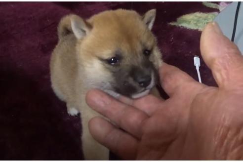成約済の佐賀県の豆柴-127626の3枚目