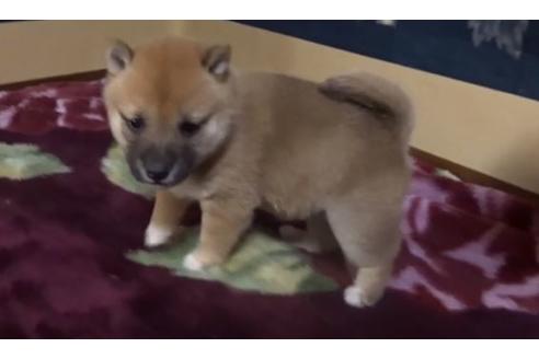 成約済の佐賀県の豆柴-127626の2枚目