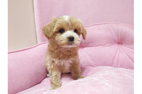 成約済の埼玉県のマルプー:マルチーズ×トイプードル-127633の4枚目
