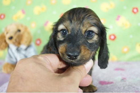 成約済の兵庫県のミニチュアダックスフンド(ロングヘアード)-127640の1枚目