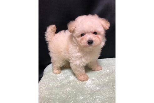 大阪府のトイプードル 男の子 21 01 28生まれ 可愛すぎる王子 子犬id ブリーダーナビ 大阪府のトイプードル 男の子 21 01 28生まれ 可愛すぎる王子 子犬id ブリーダーナビ
