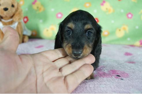 成約済の兵庫県のミニチュアダックスフンド(ロングヘアード)-127660の3枚目