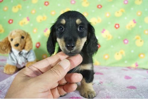 成約済の兵庫県のカニンヘンダックスフンド(ロングヘアード)-127665の1枚目