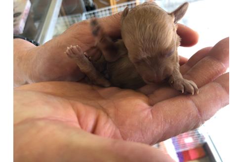 成約済の愛知県のトイプードル-127669の4枚目