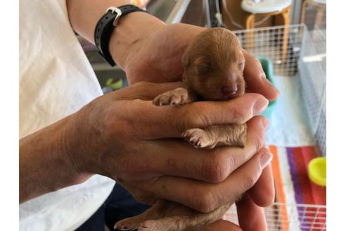 成約済の愛知県のトイプードル-127669の5枚目