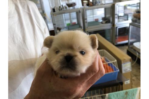 成約済の愛知県のペキニーズ-125959の6枚目