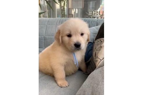 成約済の石川県のゴールデンレトリーバー-127692の1枚目