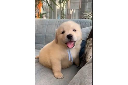 成約済の石川県のゴールデンレトリーバー-127692の2枚目