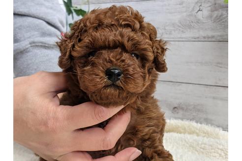 成約済の静岡県のトイプードル-124670の1枚目