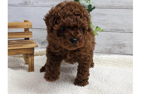 成約済の静岡県のトイプードル-124670の2枚目