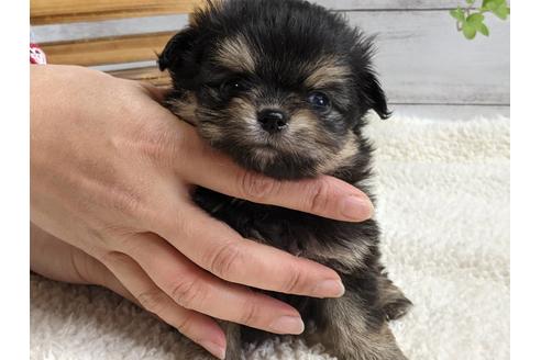 成約済の静岡県のポメチワ:ポメラニアン×チワワ-124676