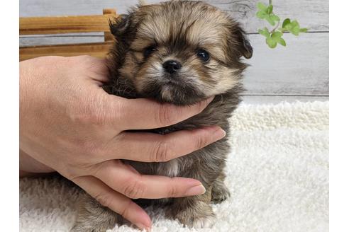 成約済の静岡県のポメチワ:ポメラニアン×チワワ-124678の1枚目