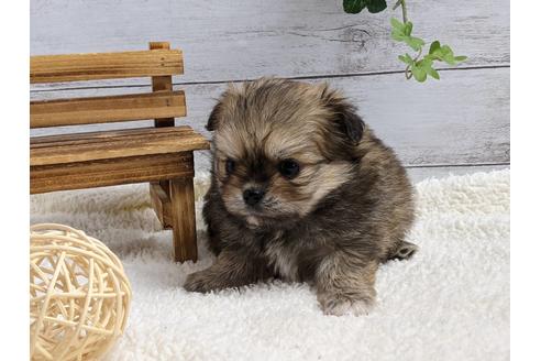 成約済の静岡県のポメチワ:ポメラニアン×チワワ-124678の3枚目