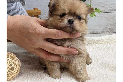 成約済の静岡県のポメチワ:ポメラニアン×チワワ-124679の1枚目