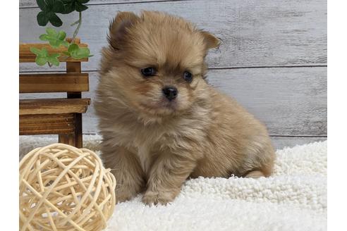 成約済の静岡県のポメチワ:ポメラニアン×チワワ-124679の2枚目