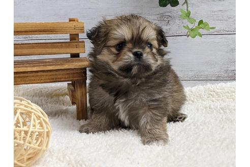 成約済の静岡県のポメチワ:ポメラニアン×チワワ-124678の2枚目