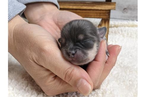 成約済の静岡県のチワワ(ロングコート)-127697の6枚目