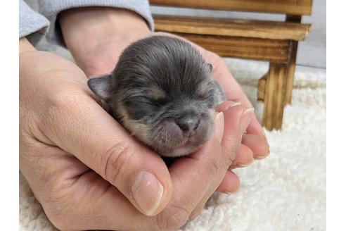 成約済の静岡県のチワワ(ロングコート)-127697の5枚目