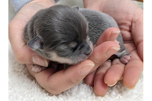 成約済の静岡県のチワワ(ロングコート)-127697の4枚目