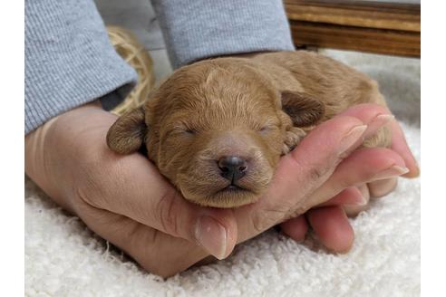 成約済の静岡県のトイプードル-127699の5枚目