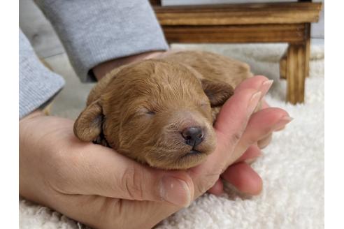 成約済の静岡県のトイプードル-127699の4枚目