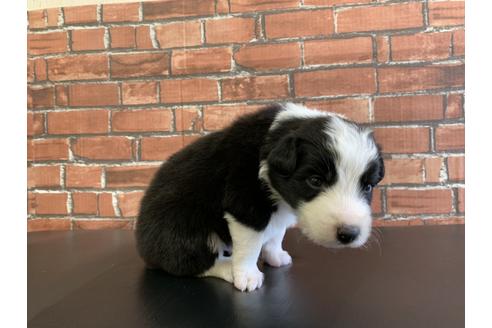 成約済の愛知県のボーダーコリー-127701の4枚目