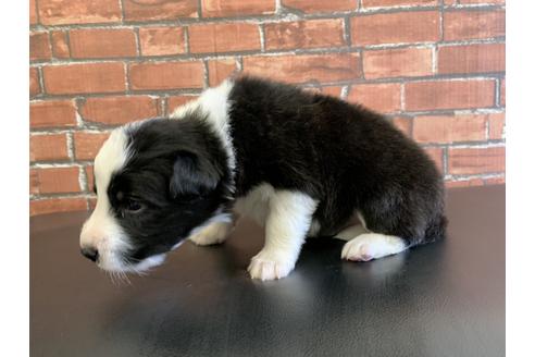 成約済の愛知県のボーダーコリー-127701の3枚目