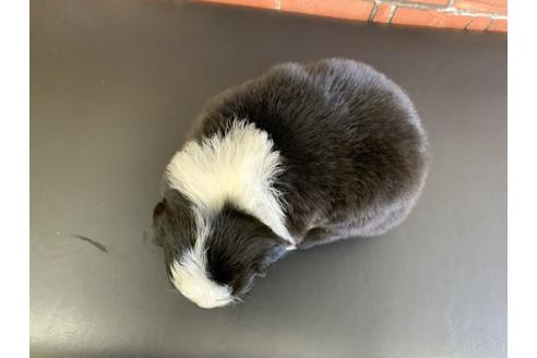 成約済の愛知県のボーダーコリー-127701の2枚目