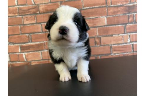 成約済の愛知県のボーダーコリー-127702の1枚目