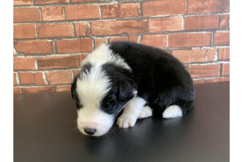 成約済の愛知県のボーダーコリー-127702の4枚目