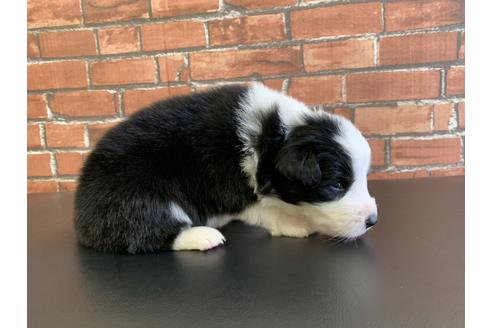 成約済の愛知県のボーダーコリー-127702の3枚目