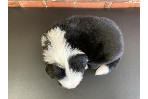 成約済の愛知県のボーダーコリー-127702の2枚目