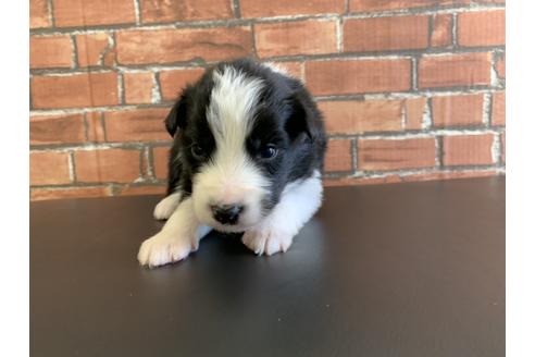 成約済の愛知県のボーダーコリー-127703の1枚目