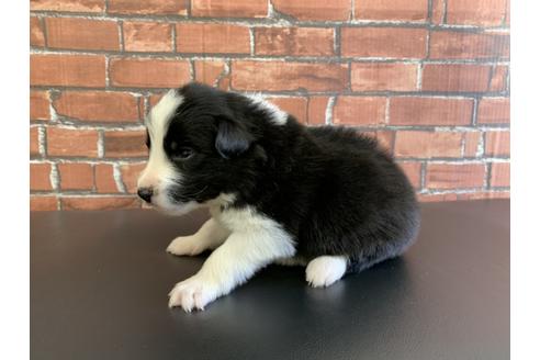 成約済の愛知県のボーダーコリー-127703の4枚目