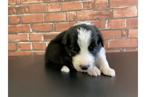 成約済の愛知県のボーダーコリー-127703の3枚目