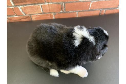 成約済の愛知県のボーダーコリー-127703の2枚目