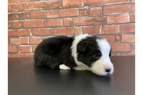 成約済の愛知県のボーダーコリー-127704の4枚目