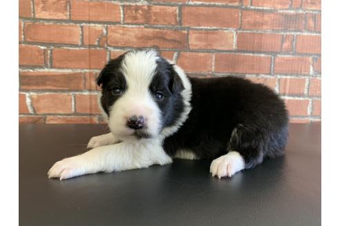 成約済の愛知県のボーダーコリー-127704の3枚目