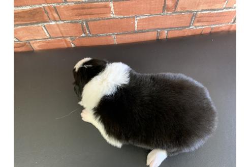 成約済の愛知県のボーダーコリー-127704の2枚目