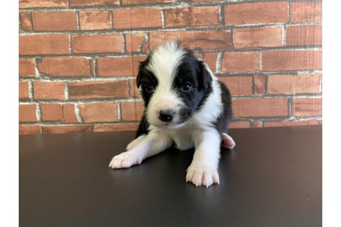 成約済の愛知県のボーダーコリー-127706の1枚目