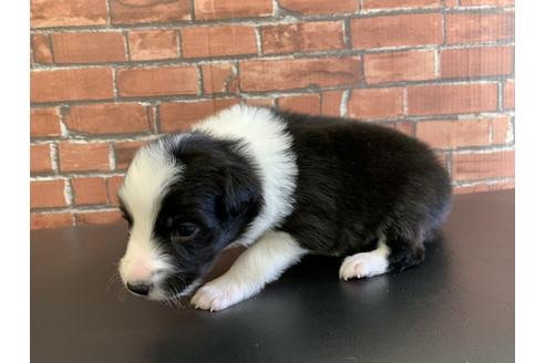 成約済の愛知県のボーダーコリー-127706の4枚目