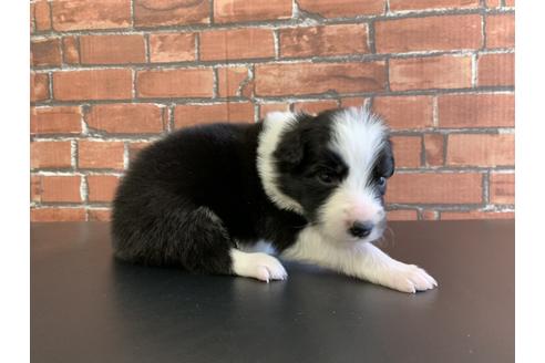 成約済の愛知県のボーダーコリー-127706の3枚目