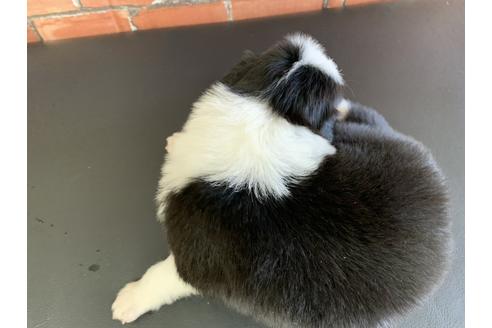 成約済の愛知県のボーダーコリー-127706の2枚目