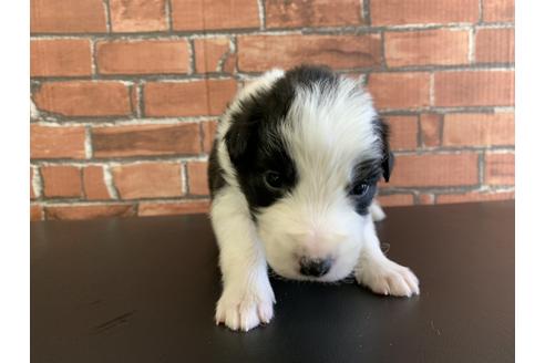 成約済の愛知県のボーダーコリー-127707の1枚目