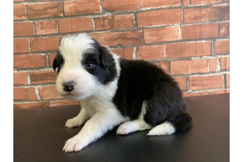 成約済の愛知県のボーダーコリー-127707の4枚目