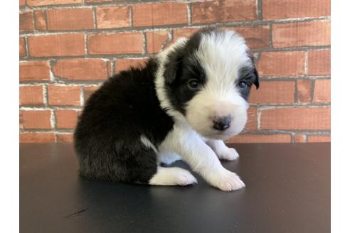 成約済の愛知県のボーダーコリー-127707の3枚目